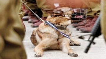 كلب مدرب يعض جنديين صهيونيين ويصيبهما بجروح