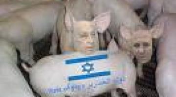 مستوطنون صهاينة ينشرون الخنازير في قرى جنين والكيان الصهيوني يمنع دخول المواد لمكافحتها