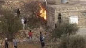 تحت حراسة الجيش الصهيوني: المستوطنون يقتلعون أشجار الزيتون في سلفيت