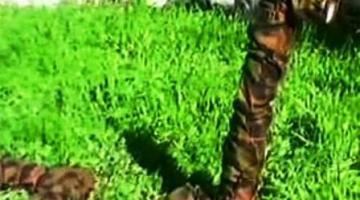 جديد الصناعات العسكرية الصهيونية..أفعى انتحارية لملاحقة المقاومين في فلسطين وجنوب لبنان