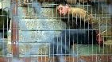 العدو يعترف باستخدام القوة المفرطة للحصول على اعترافات الأسرى أثناء التحقيق