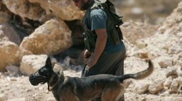 الجيش الصهيوني يطوّر أجهزة تكنولوجية للتحكم في كلابه عن بُعد