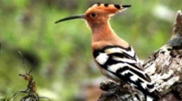 نظرة على فلسفة الاستطلاع والحذر.. "سُليمانُ عليه السلام" : عِبَرٌ ودروسٌ أمنيةٌ لا تُنسَى