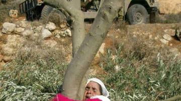 المستوطنون الصهاينة يصعدون من هجماتهم الوحشية قبل أيام من موسم قطف الزيتون