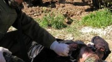 جرائم شاهدة.. منظمة صهيونية تكشف صوراً "تذكارية" لجنود مع شهداء ومعتقلين فلسطينيين.. "صور"
