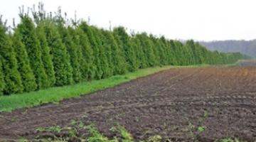 المقاومة تجبر الاحتلال على زراعة الأشجار حول غلاف غزة