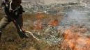 مستوطن صهيوني يضرم النار في أراضي زراعية قرب بيت لحم