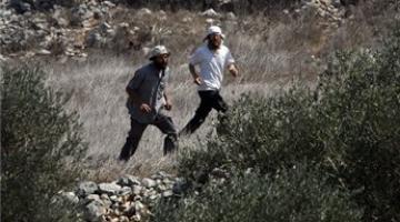 مستوطنون يقتلعون اشجار زيتون ويكتبون شعارات معادية جنوب الخليل