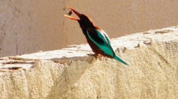 العثور على طائر يحمل جهاز تجسس لصالح الكيان بتركيا