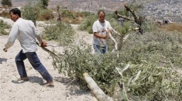 مستوطنون يقطعون أشجار زيتون شرق بلدة يطا
