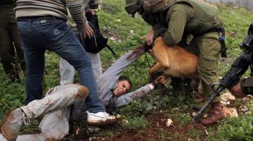 كلاب الاحتلال تهاجم مواطنين من الخليل وتصيبهما بجروح