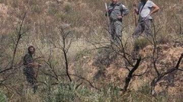 مستوطنون يقتلعون 20 شجرة زيتون في بورين جنوب نابلس