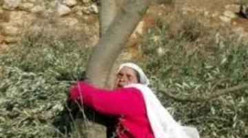 مستوطنون يقطعون اكثر من الف شجرة زيتون شرق نابلس