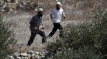 مستوطنون يهدمون ويحطمون أشجار الزيتون في بلدة حلحول