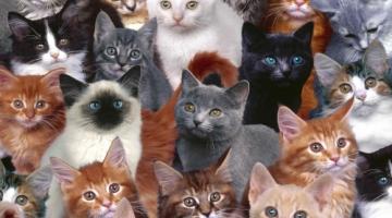 القطط والحشرات تدخل حرب الاستخبارات