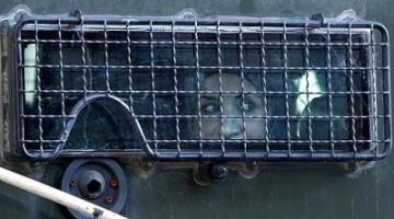  الاحتلال يعتقل فتاة شرق الخليل