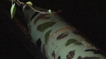 قصف مدينة نتانيا المحتلة بصاروخ براق 100 لأول مرة