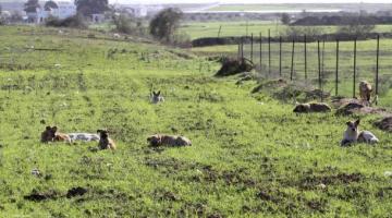 الكلاب الضالة تشكل خطراً على حياة المستوطنين في غلاف غزة