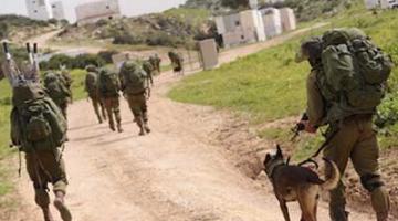 كلاب مدربة تبحث عن جثث الجنود القتلى في غزة