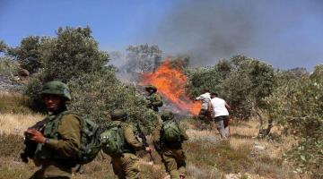 مستوطنون يضرمون النار في الأراضي الزارعية جنوب نابلس 