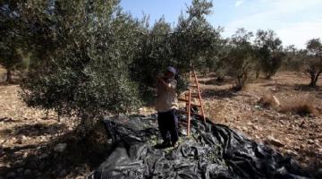 الاحتلال يخرج مزارعاً من أرضه عنوة جنوب نابلس