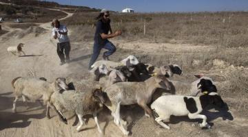 مستوطنون يعتدون على رعاة الأغنام جنوب الخليل