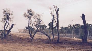 13 مليون $ لتشجير "غلاف غزة" خوفاً من المقاومة