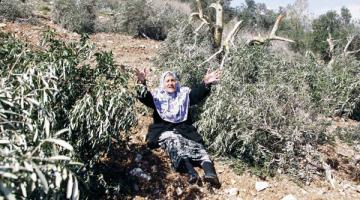 مستوطنون يتلفون 140 شتلة زيتون جنوب بيت لحم