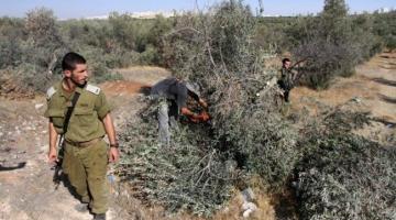 الاحتلال يقتلع مئات الأشجار الحرجية شرق طوباس