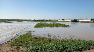 الاحتلال يغرق مئات الدونمات الزراعية بمياه الأمطار شرق غزة