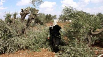 مستوطنون يقتلعون 60 شتلة زيتون جنوب الخليل