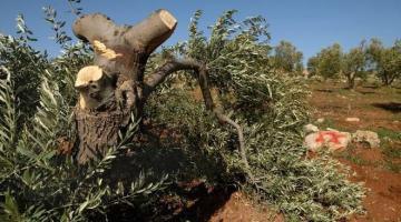 مستوطنون يقطعون 50 شجرة زيتون بنابلس