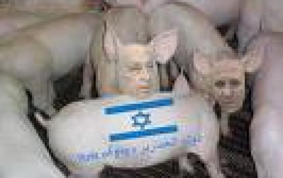 مستوطنون صهاينة ينشرون الخنازير في قرى جنين والكيان الصهيوني يمنع دخول المواد لمكافحتها