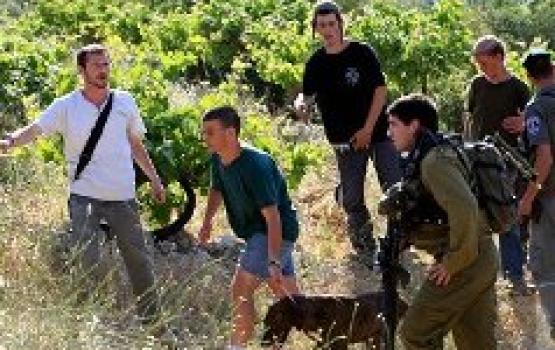 مستوطنون يقتلعون 150 شجرة مثمرة من بلدة بيت أمر شمال الخليل