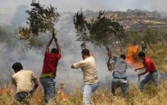 المستوطنون يحرقون أراضي زراعية غرب نابلس
