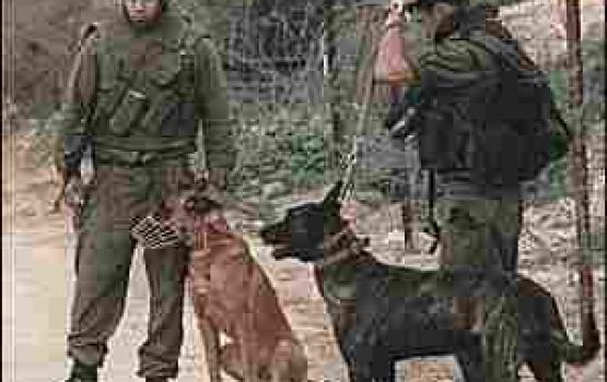 جنود الاحتلال يخشون من تفشي داء الكَلَب بينهم