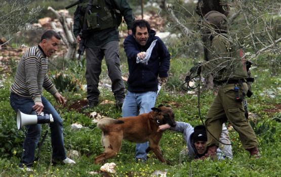 جيش العدو يقرر عدم إستخدام الكلاب في تفريق المظاهرات