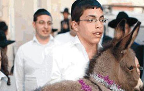 صهاينة يدنسون الأقصى بمجموعة من الحيوانات