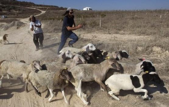 الاحتلال يعتقل راعي اغنام جنوب الخليل