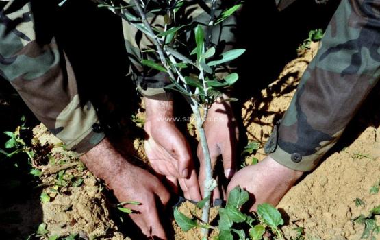 الجهاد تنظم فعالية غرس شتلة لكل شهيد غرب غزة